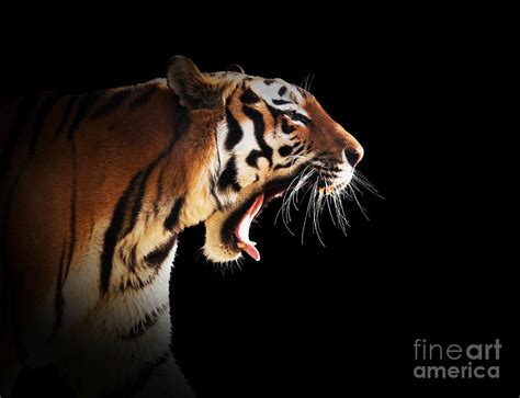 Wild Tiger Roaring On Black Background Photograph By Michal Bednarek