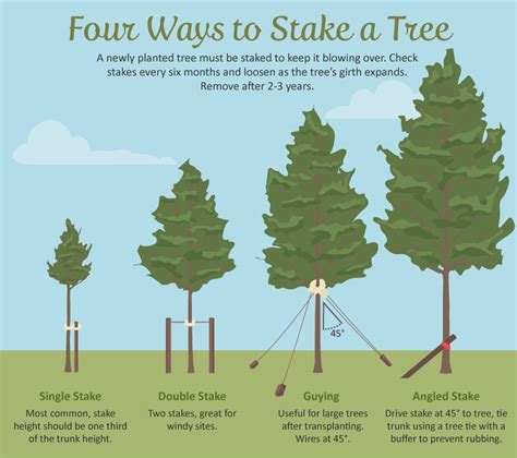 Staking the fruit tree protects the trunk. Selecting the Right Tree for Your Garden | Fix.com