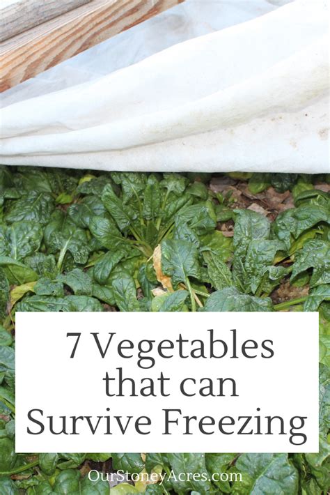 7 Vegetables That Can Survive Freezing Our Stoney Acres Organic