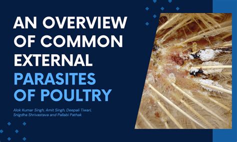 An Overview Of Common External Parasites Of Poultry Sr Publications