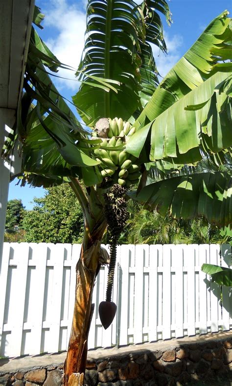 A Kitchen Garden In Kihei Maui Growing Dwarf Red Bananas