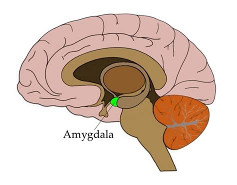 The Amygdala Beyond Fear — Neuroscientifically Challenged
