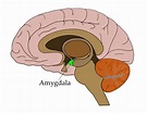 Know Your Brain: Amygdala — Neuroscientifically Challenged