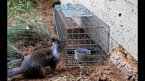 Trapping The Ground Squirrel Youtube