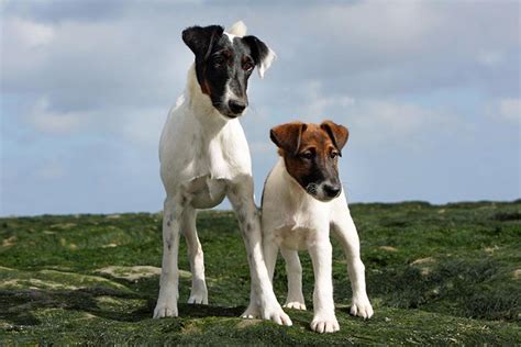 Smooth Fox Terrier Puppies For Sale