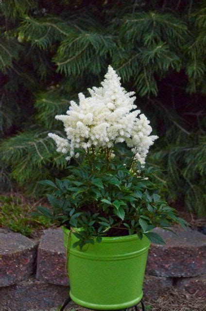 Astilbe Are Great Companions For The Hostas And Add Great Color To The