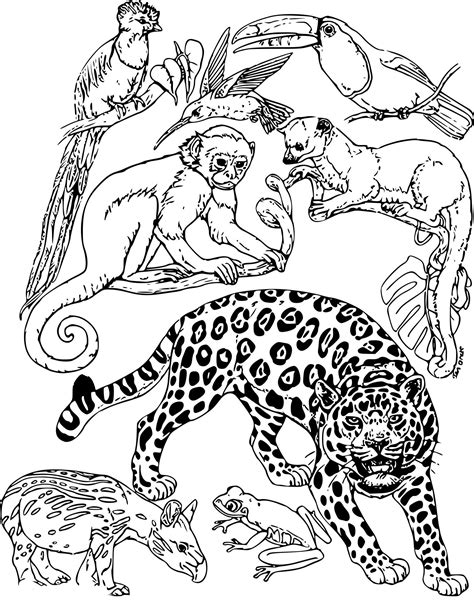 15 Satisfaisant Les As De La Jungle Coloriage Pictures Coloriage