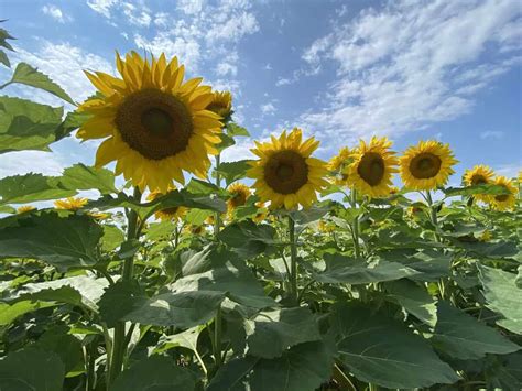 11 Stunning Sunflower Fields In Ontario 2023 Toronto To Anywhere