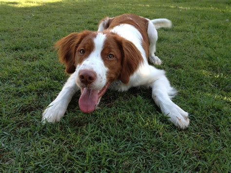 My Brittany being cute on the lawn | Brittany dog, Brittany spaniel