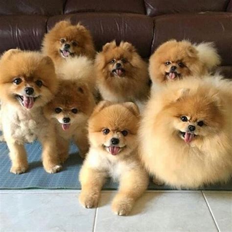 How Many Puppies Can A Pomeranian Have Ucb