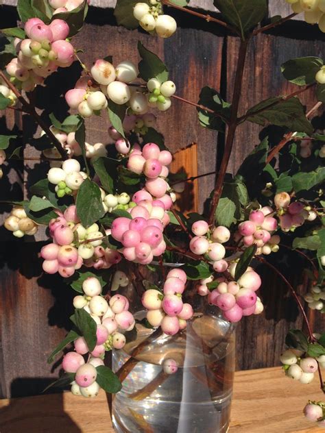 Flower Of The Week Snowberry October 11 Les Fleurs