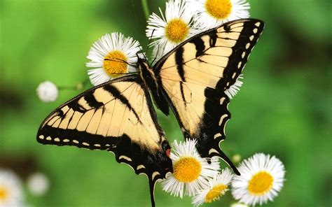 Butterfly Wallpapers Hd Wallpaper Cave