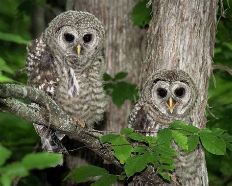 Sibling Owlets Photograph By Greg Nyquist Fine Art America