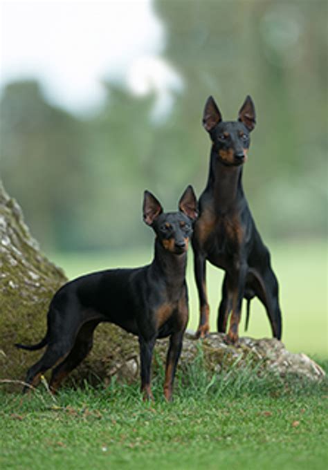 English Toy Terrier Black And Tan Breeds A Z Kennel Club