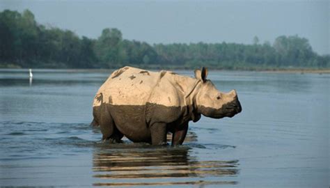 Indian Rhinos Are On The Move — And You Can Help