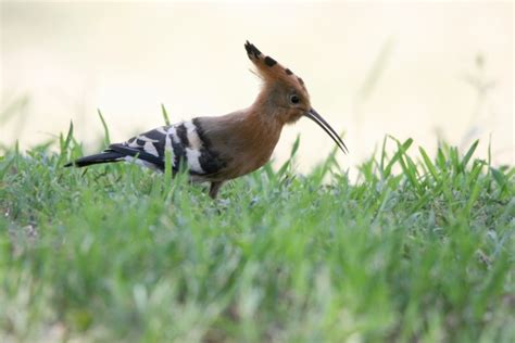 Hoopoe Bird Free Stock Photo Public Domain Pictures