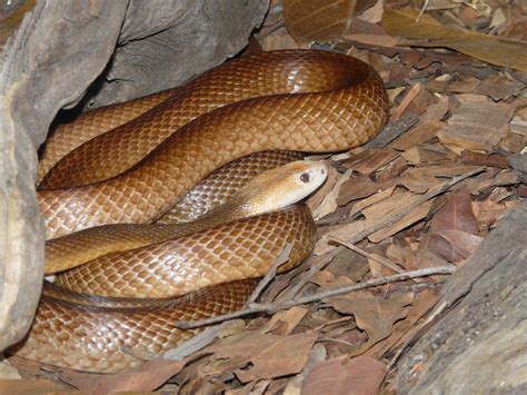 Wildlife Of The World Taipan Snake Facts And Danger Images