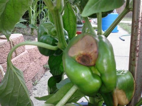 Bell Peppers Blossom End Rot