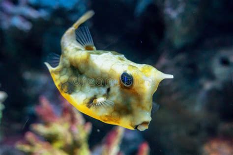 Puffer Fish That Swim Along The Coral Reef Stock Photo Image Of