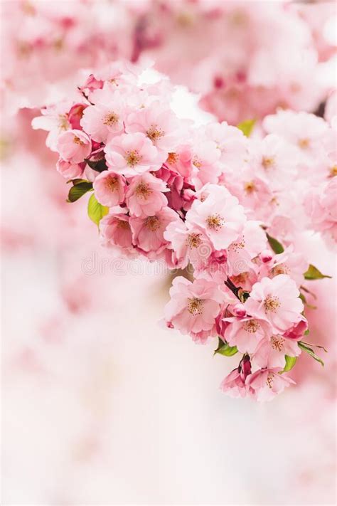 Amazing Pink Cherry Blossoms On The Sakura Tree Beautiful Spring Tree