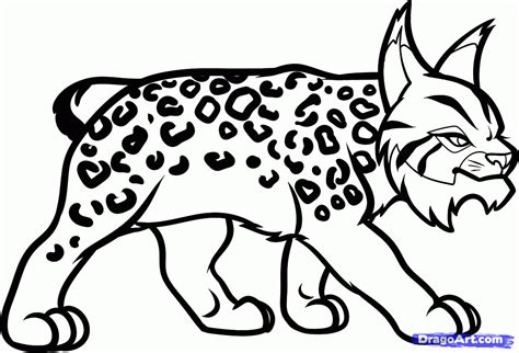 drawings lynx animals printable coloring pages