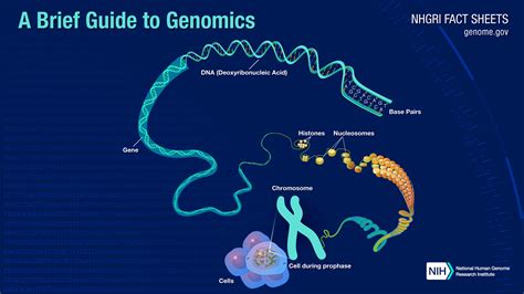 What Is The Human Genome Project Storymd