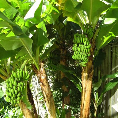 Picture of banana tree with fruit. Banana Chakrakeli - Fruit Plants & Tree - Exotic Space