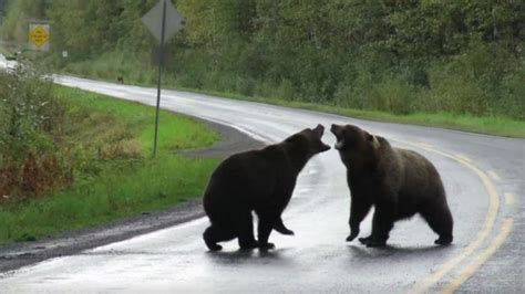 woman witness 2 grizzly bears fighting in middle of highway