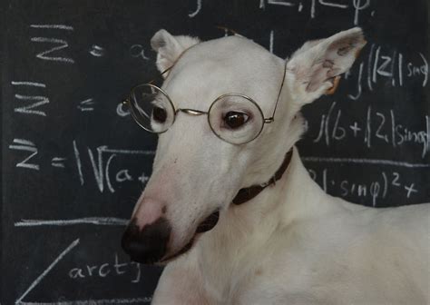 10 Most Intelligent Animals