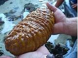 What's the malay translation of sea cucumber? Sea Cucumbers of the Great Barrier Reef | Reef Biosearch