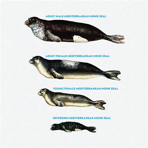 Biology Eastern Adriatic Monk Seal Project