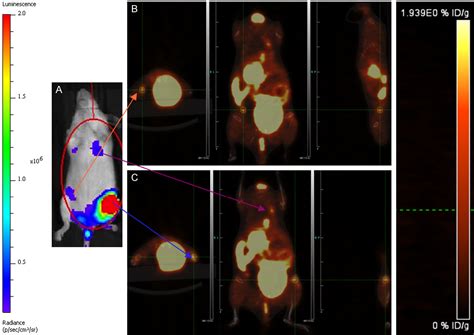 Figure 3 From Evaluation Of Planar Bioluminescence Imaging And Micropet
