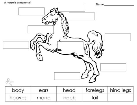 Free Printable Horse Anatomy Worksheets Kids Will Enjoy Learning