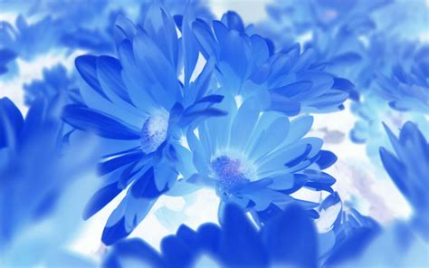 Free Photo Blue Flowers Blue Flowers Many Free Download Jooinn