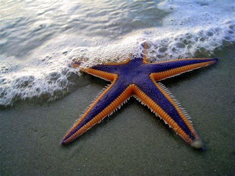 Starfish With Amazing Deep Purple And Bright Orange Coloration The