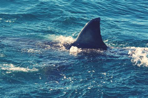 Off Duty Cop Saves Boy From Shark In Harrowing Footage There He Is