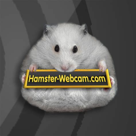 Hamster Youtube
