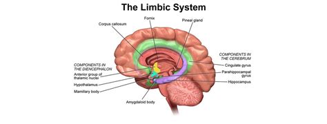 Our Three Brains - The Emotional Brain | Interaction ...