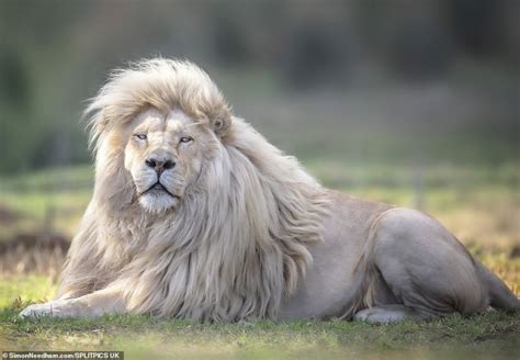 Un Lion Blanc En Voie Dextinction A été Photographié