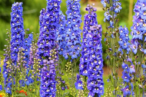 How To Grow Delphiniums Better Homes And Gardens