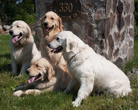 Today's lab is a product the first recognized yellow labrador retriever was born in 1899. Golden Retriever Puppies for sale Connecticut ...