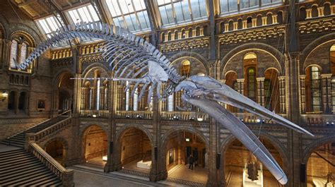 Londons Natural History Museum Has A New Star Attraction An Amazing