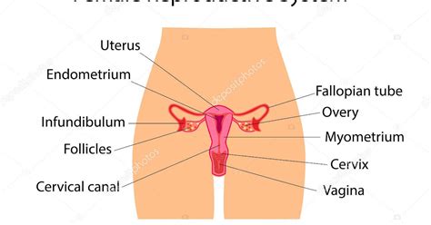 Female Reproductive Organs Diagram Female Reproductive Stock
