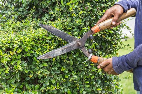 Gardener Cutting A Hedge In The Garden — Stock Photo © Phanuwatnandee