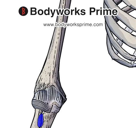 Biceps Brachii Muscle Anatomy Bodyworks Prime