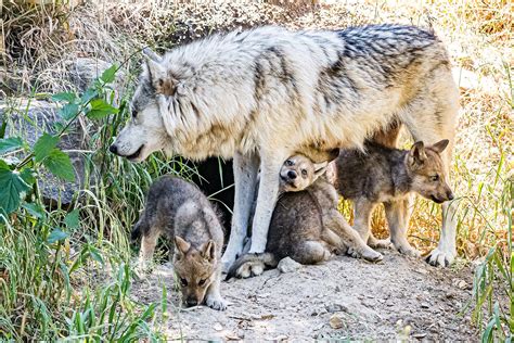 Gray Wolf Pups At Oakland Zoo Symbolize Revival For California Native