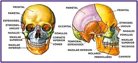 Nombres Del Craneo Colar