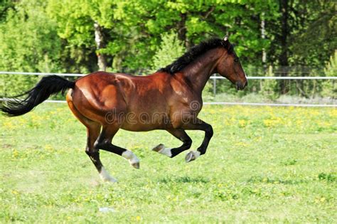 Race Horse Runs Gallop On The Meadow Stock Photo Image Of Countryside