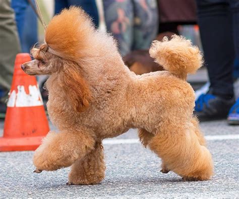 Poodle Names 250 Perfect Ideas For Naming Your Poodle