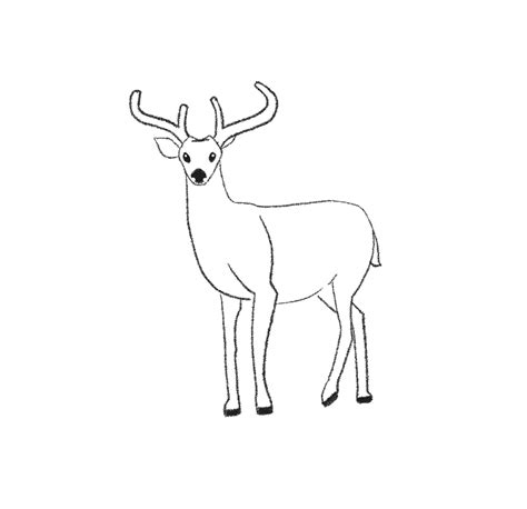 How To Draw A Deer Easy Antwan Muhammad